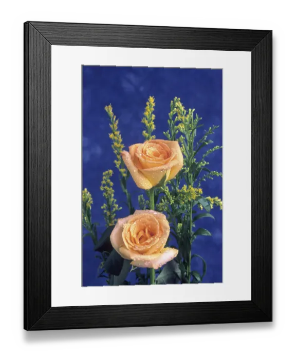 Framed Print : Orange roses, india Framed Print : Orange roses, india
