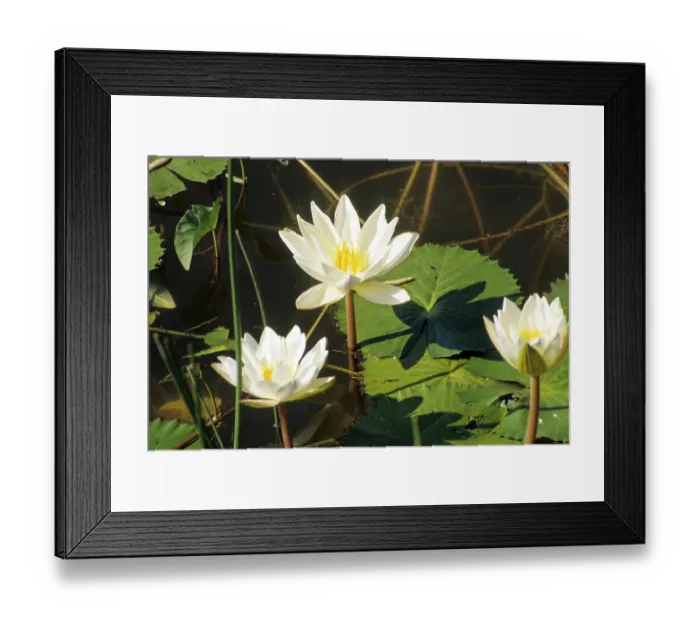 Framed Print : Lotus Flower