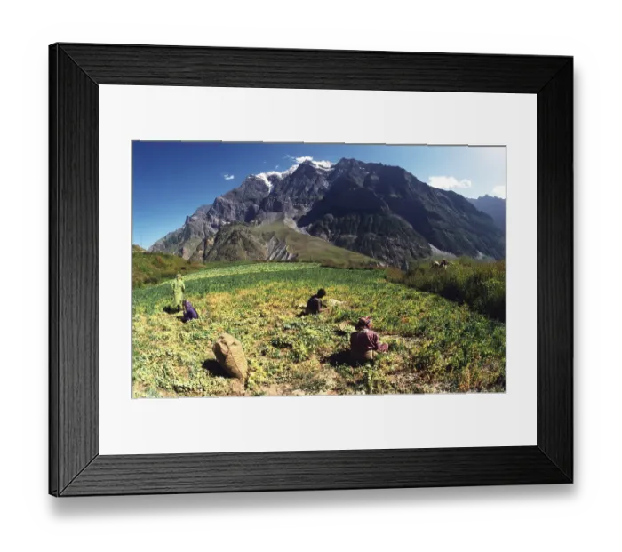 Framed Print : Workers in field, Himalayas