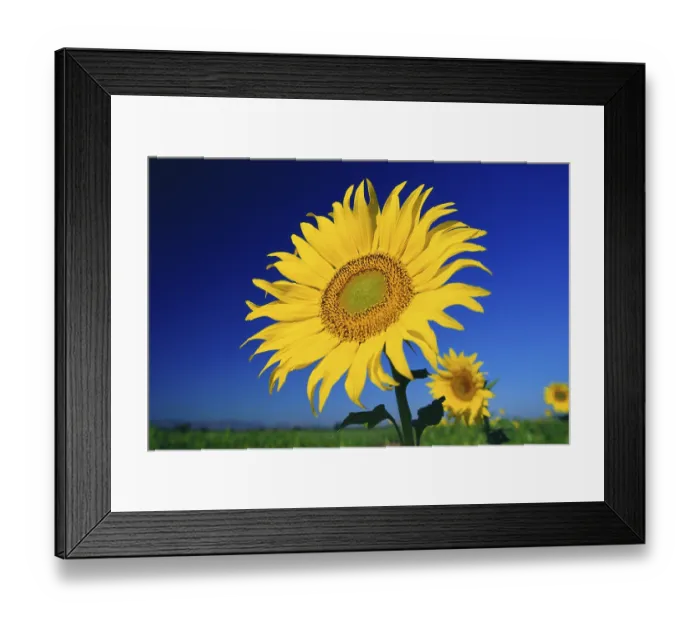Framed Print : Sunflower helianthus annuus