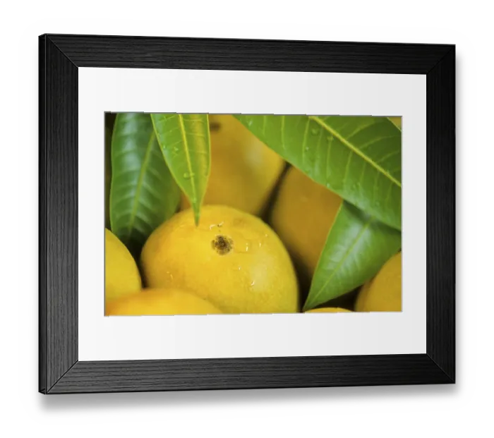 Framed Print : Alphonso mangoes, india