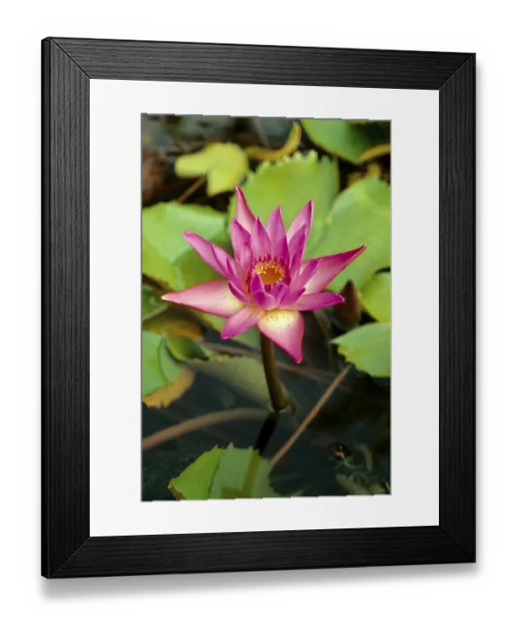 Framed Print : Lotus (nelumbo nucifera), Pink Water Lilly lilies