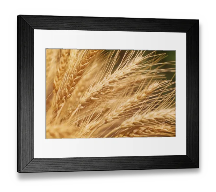 Framed Print : Wheat Field Framed Print : Wheat Field
