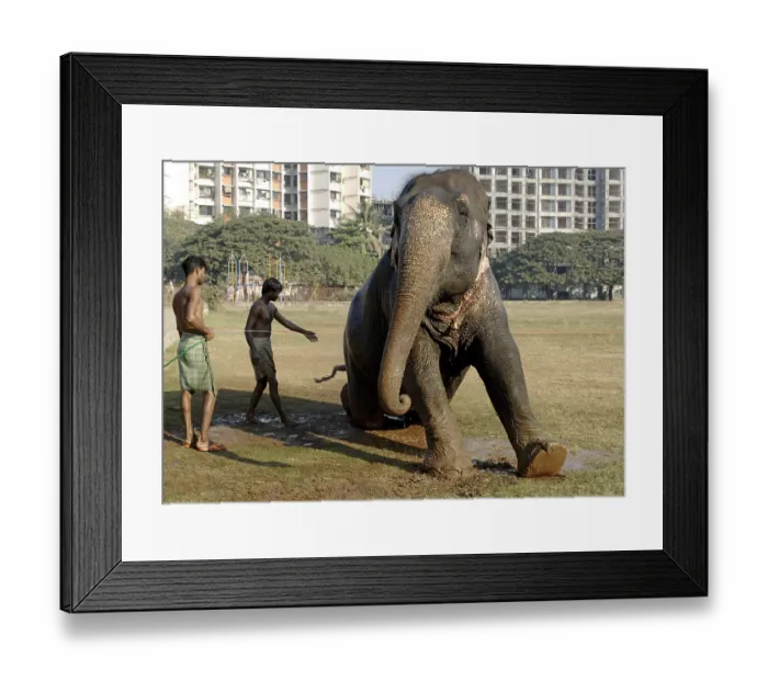 Framed Print : Asian Elephant (Elephas maximus) being given bath by Mahavat