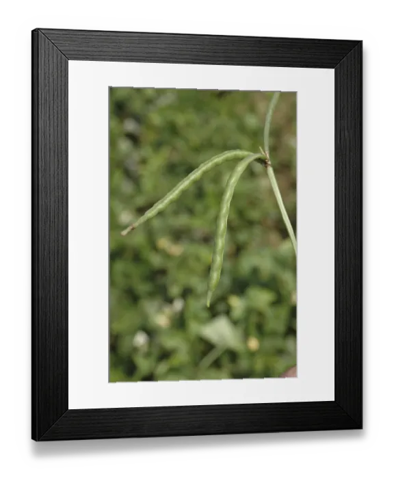 Framed Print : Vegetable, Chavli, Black Eye Beans Framed Print : Vegetable, Chavli, Black Eye Beans