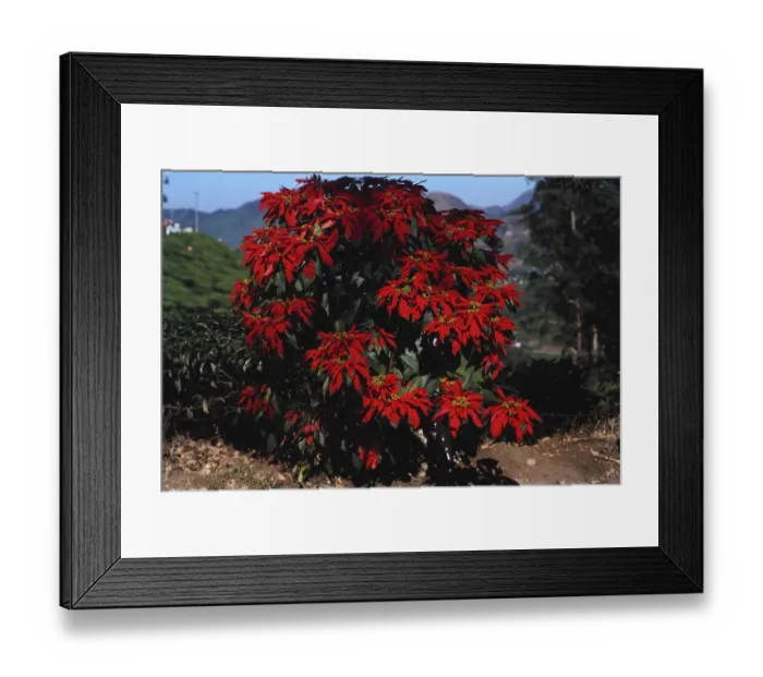 Framed Print : Flowering tree, XMas tree, Euphorbia