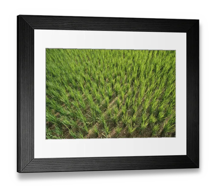 Framed Print : Rice field, kudal, maharashtra, india