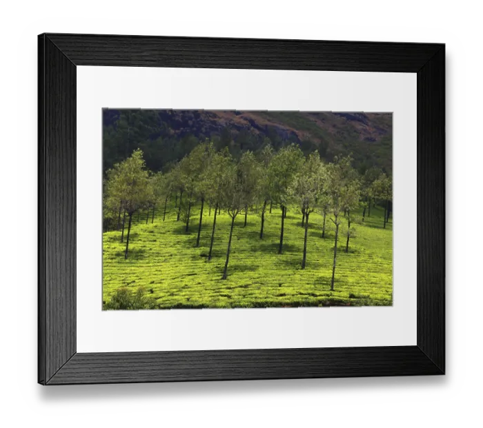 Framed Print : Munnar tea plantation, Kerala, India, Asia