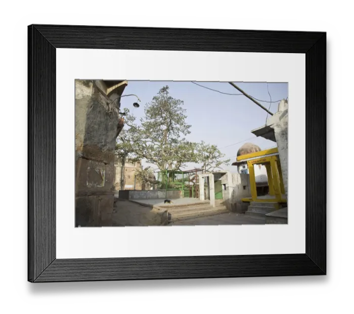 Framed Print : Kadamba tree, vrindavan uttar pradesh, india, asia
