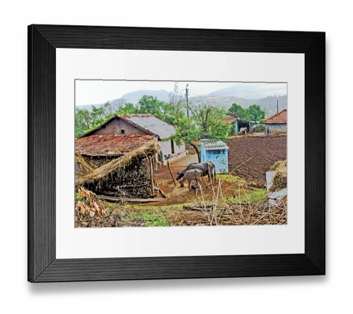 Framed Print : Village house with bullocks, Purushwadi