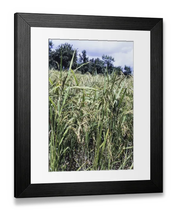 Framed Print : Rice paddy field, Murbad, Thane District Maharashtra Framed Print : Rice paddy field, Murbad, Thane District Maharashtra
