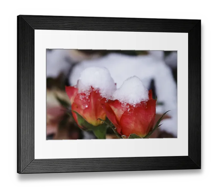 Framed Print : Rose blossom with snow, Winter, Germany