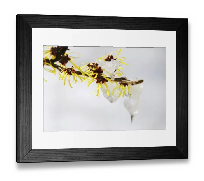 Framed Print : Flowering witch hazel (Hamamelis) with snow Framed Print : Flowering witch hazel (Hamamelis) with snow