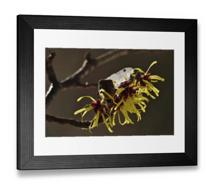 Framed Print : Flowering witch hazel (Hamamelis) with snow Framed Print : Flowering witch hazel (Hamamelis) with snow