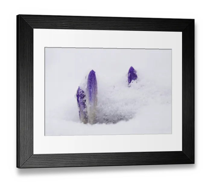 Framed Print : Crocuses in the snow, Winter, Germany Framed Print : Crocuses in the snow, Winter, Germany