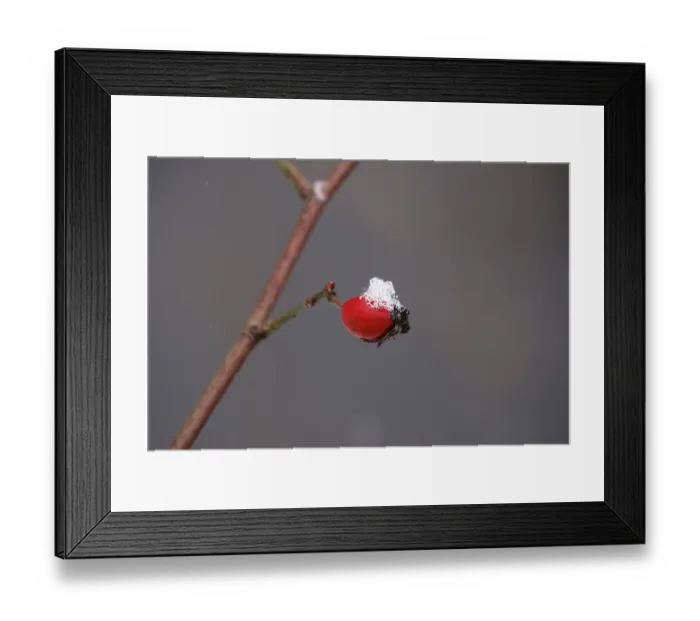 Framed Print : Rosehip and snow, Winter, Germany