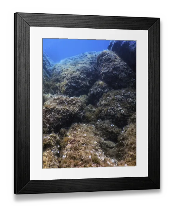 Framed Print : Sea Life Underwater Rocks Sunlight
