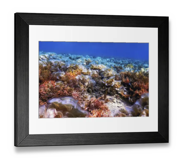 Framed Print : Underwater landscape reef with algae Framed Print : Underwater landscape reef with algae