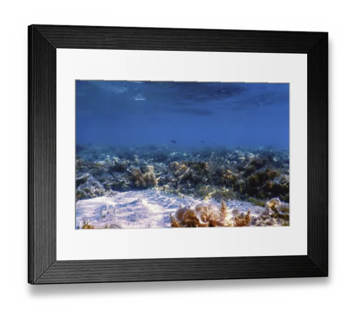 Framed Print : Underwater landscape reef with algae