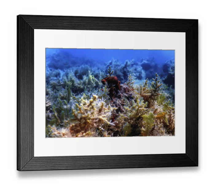 Framed Print : Underwater landscape reef with algae