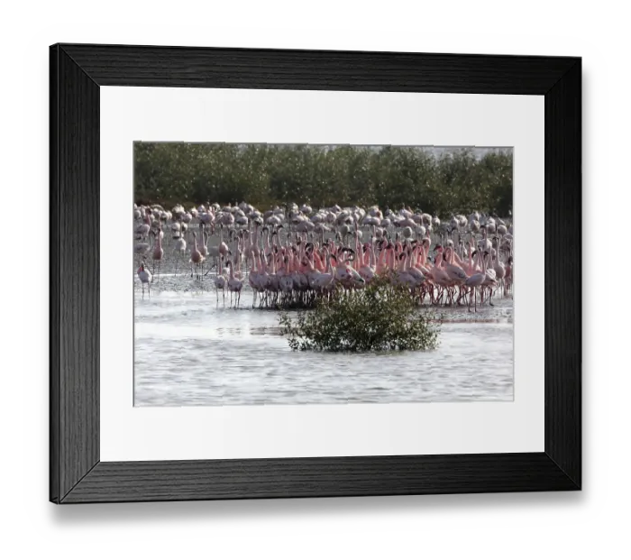 Framed Print : Lesser flamingo, tapi river, Surat Framed Print : Lesser flamingo, tapi river, Surat