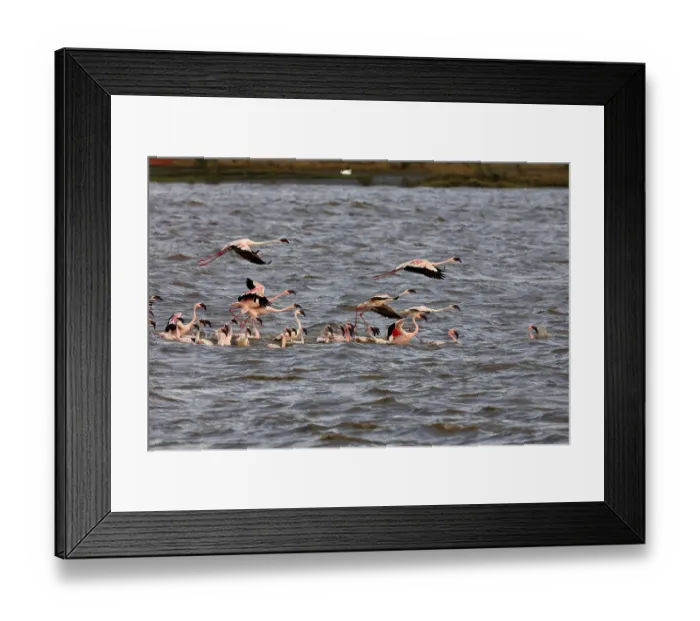 Framed Print : Lesser flamingo, tapi river, Surat