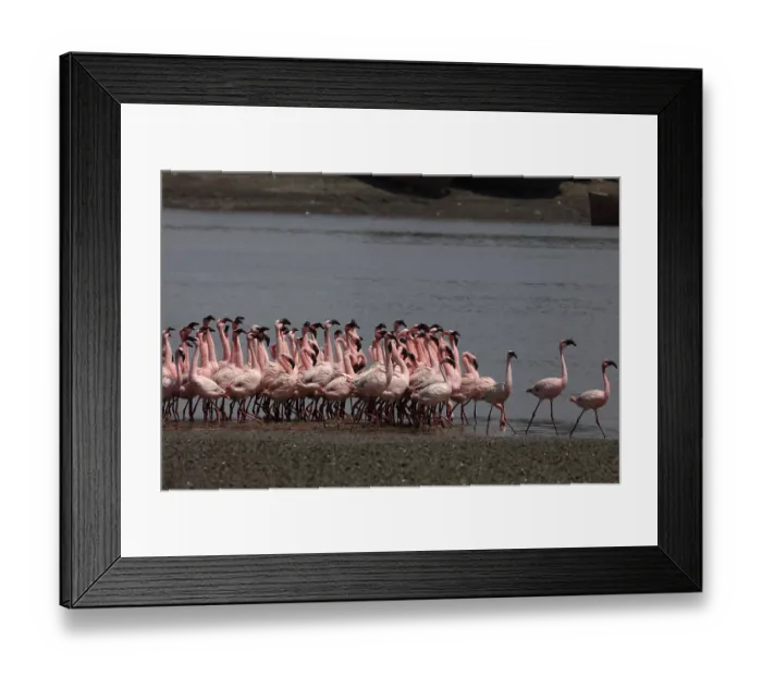 Framed Print : Lesser flamingo, tapi river, Surat