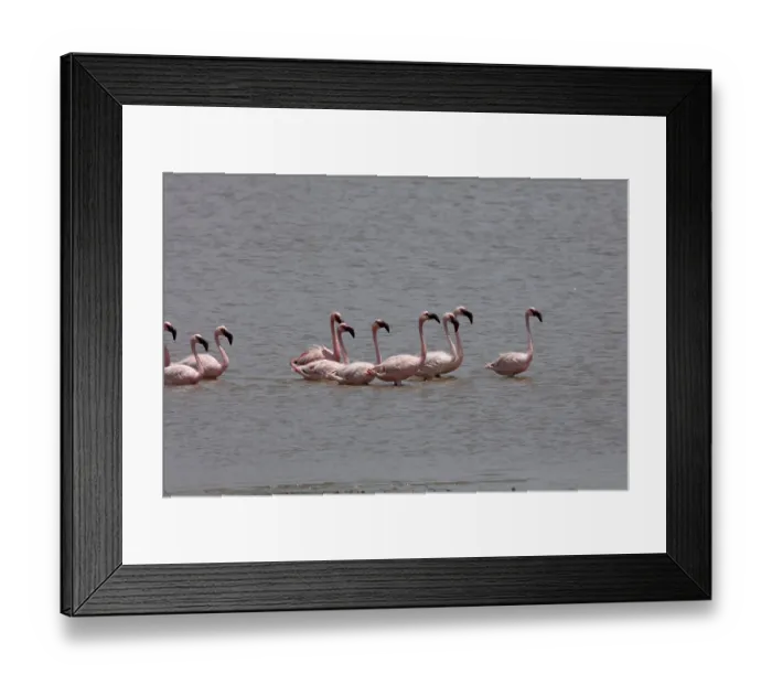 Framed Print : Lesser flamingo, tapi river, Surat Framed Print : Lesser flamingo, tapi river, Surat