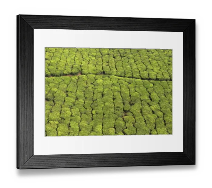 Framed Print : Tea garden in munnar, Kerala, India