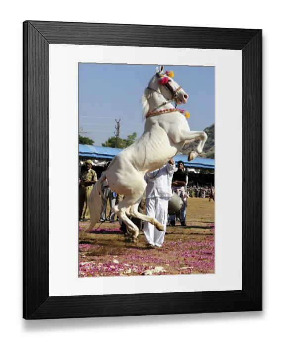 Framed Print : Horse showing stunts at pushkar fair