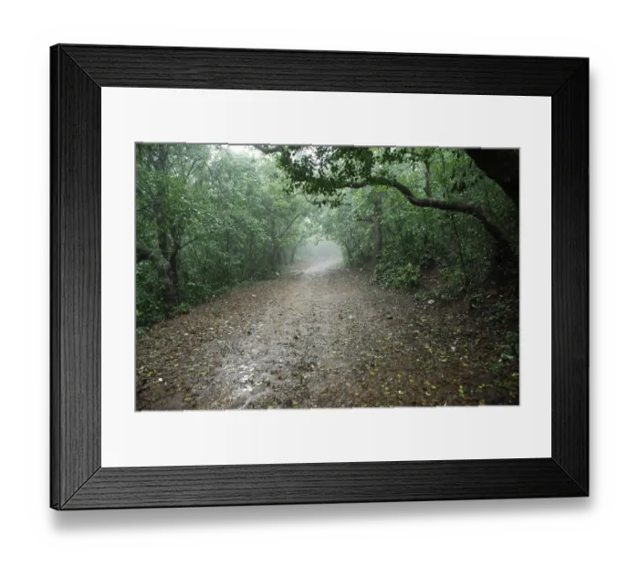 Framed Print : Monsoon, path between forest, Mahabaleshwar Mahabaleshwar Framed Print : Monsoon, path between forest, Mahabaleshwar Mahabaleshwar