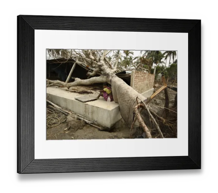 Framed Print : Woman sitting in uprooted tree in ayla cyclone