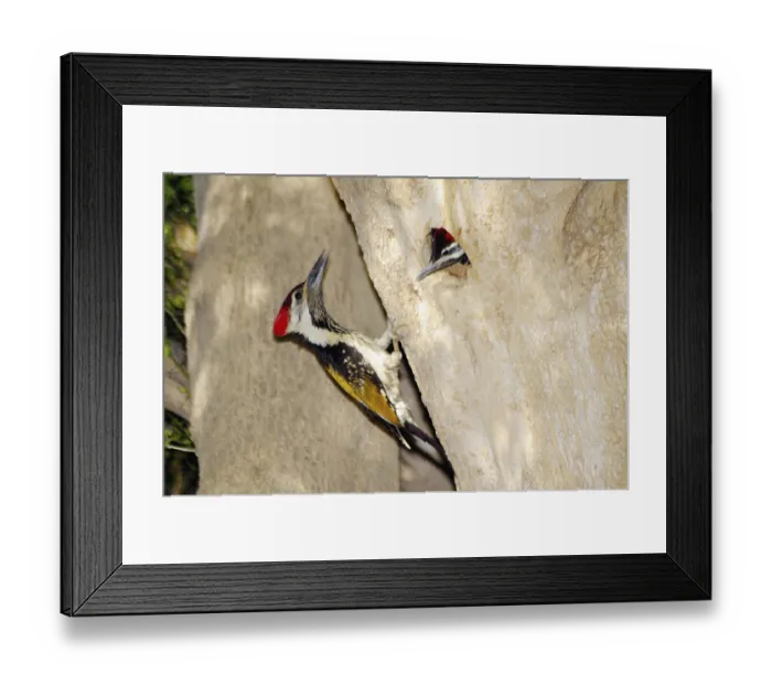 Framed Print : Lesser golden backed woodpecker dinopium benghalense Framed Print : Lesser golden backed woodpecker dinopium benghalense