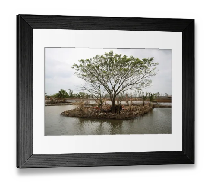 Framed Print : Aila cyclone in Sunderban, West bengal, India 2009 Framed Print : Aila cyclone in Sunderban, West bengal, India 2009
