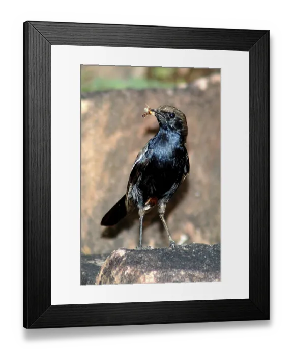 Framed Print : Birds, Indian Robin (Saxicoloides fulicata)