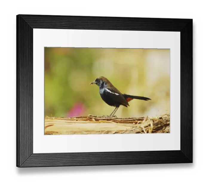 Framed Print : Birds, Indian Robin (Saxicoloides fulicata)