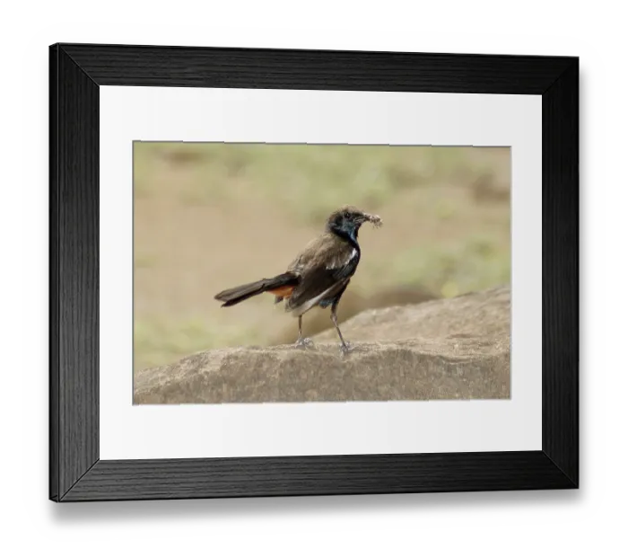 Framed Print : Birds, Indian Robin (Saxicoloides fulicata) Framed Print : Birds, Indian Robin (Saxicoloides fulicata)