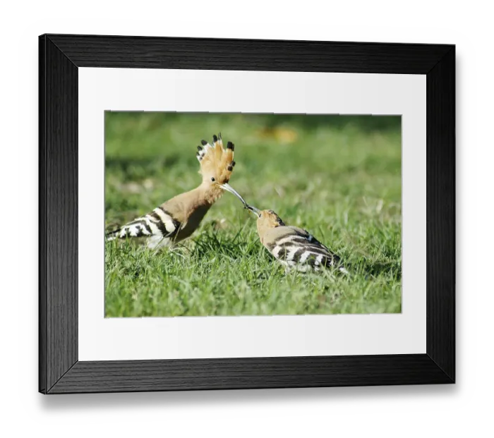 Framed Print : Birds, Hoopoe (Upupa epops), Jodhpur