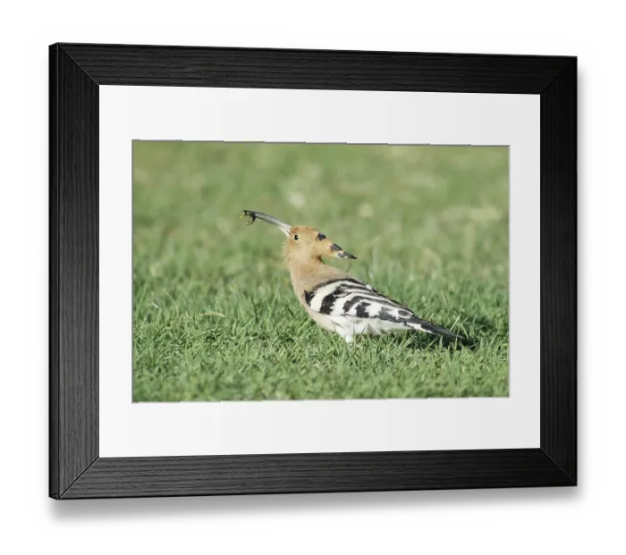 Framed Print : Birds, Hoopoe (Upupa epops), Jodhpur