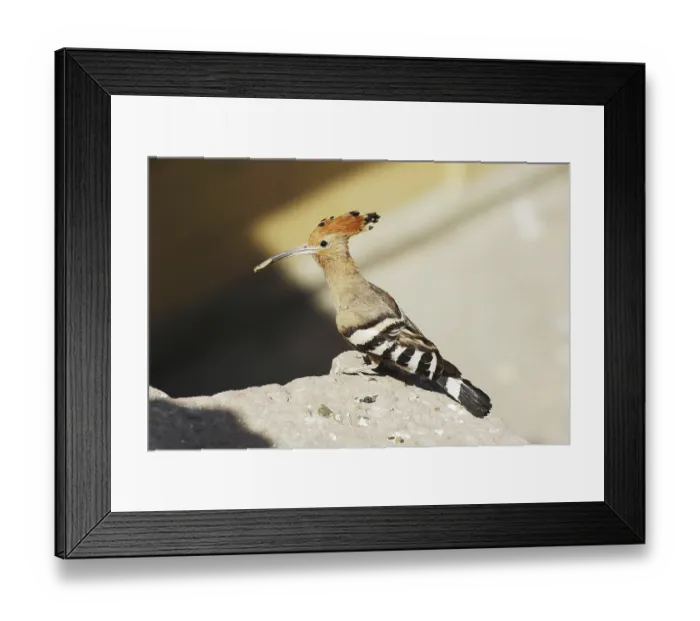 Framed Print : Birds, Hoopoe (Upupa epops), Jodhpur