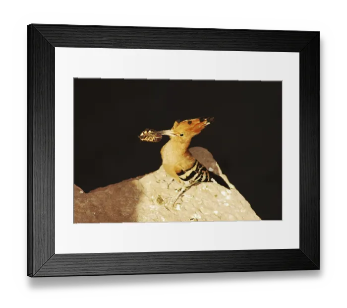 Framed Print : Birds, Hoopoe (Upupa epops), Jodhpur