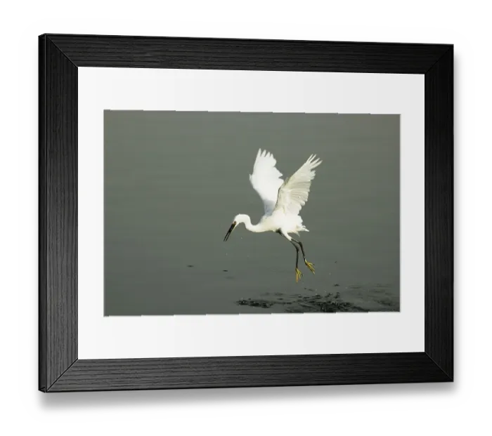 Framed Print : Birds, Little Egret (Egretta Garzetta)