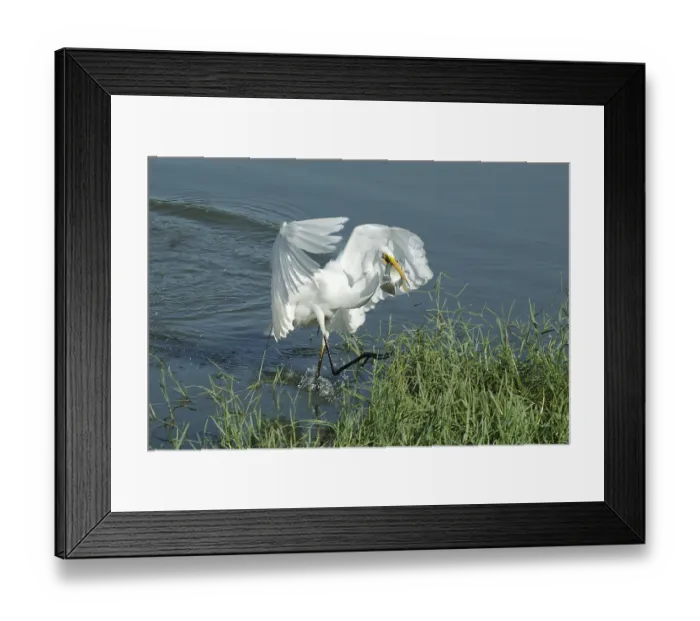 Framed Print : Birds, Large Egret (Casmerodius albus) Framed Print : Birds, Large Egret (Casmerodius albus)