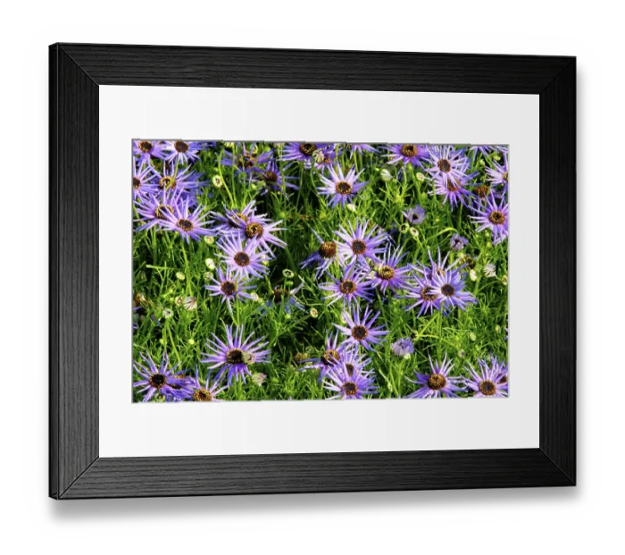 Framed Print : Swan river daisy brachycome iberidifolia