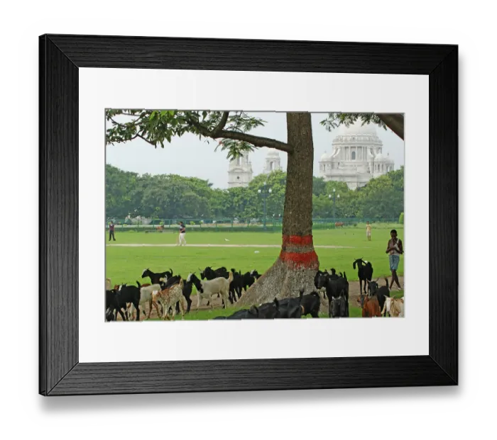 Framed Print : Maidan at Victoria Memorial, Shephanr and Cricket