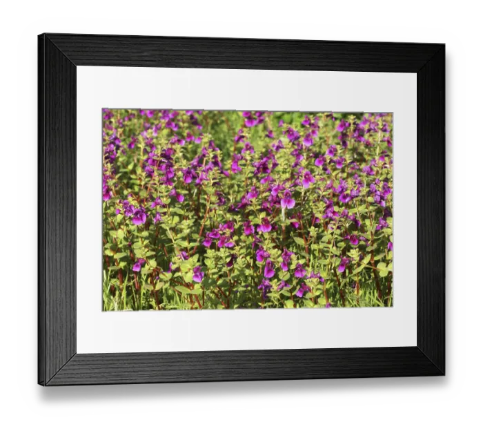 Framed Print : Jambhala terda (Impatiens Lawii)