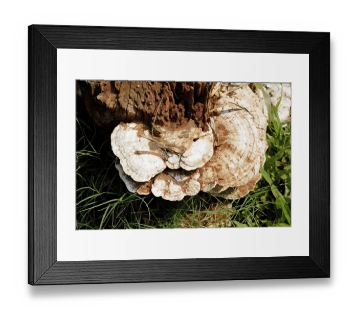 Framed Print : Top angle of mushrooms on tree stump