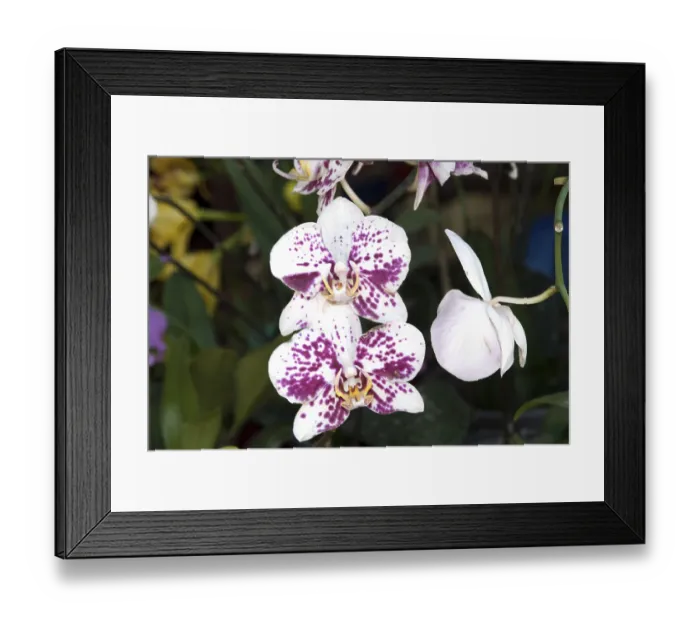 Framed Print : Orchid, Bangalore, Karnataka, India Framed Print : Orchid, Bangalore, Karnataka, India