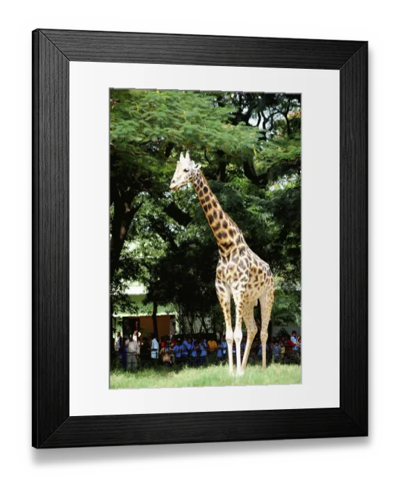 Framed Print : Giraffe Giraffa camelopardalis in Mysore zoo