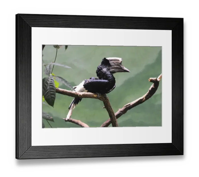 Framed Print : Birds, Black and white casqued horn bill in Bronx zoo Framed Print : Birds, Black and white casqued horn bill in Bronx zoo